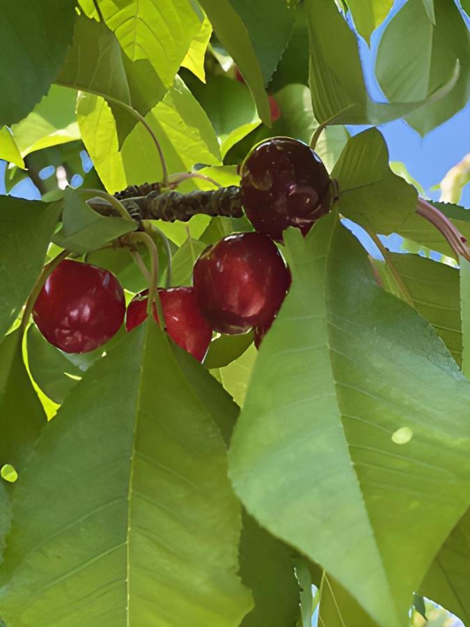 Gite Les Feuilles De Chene Villa Carpentras Ngoại thất bức ảnh